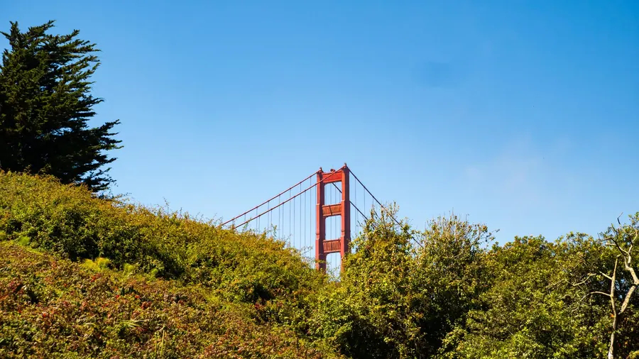 Golden Gate Bridge tower behind green bushes, San Francisco