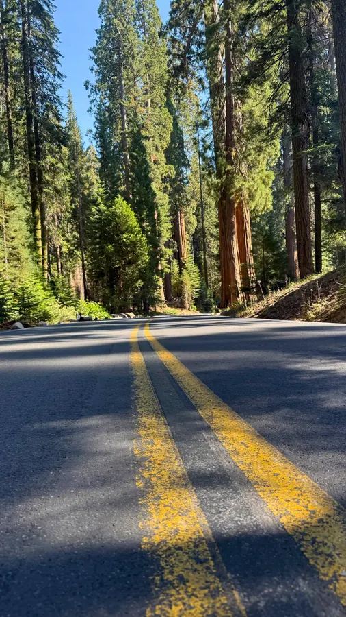 Road with yellow lines through the giant sequoias, Sequoia National Park